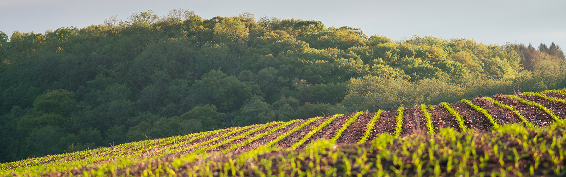 a field of crops