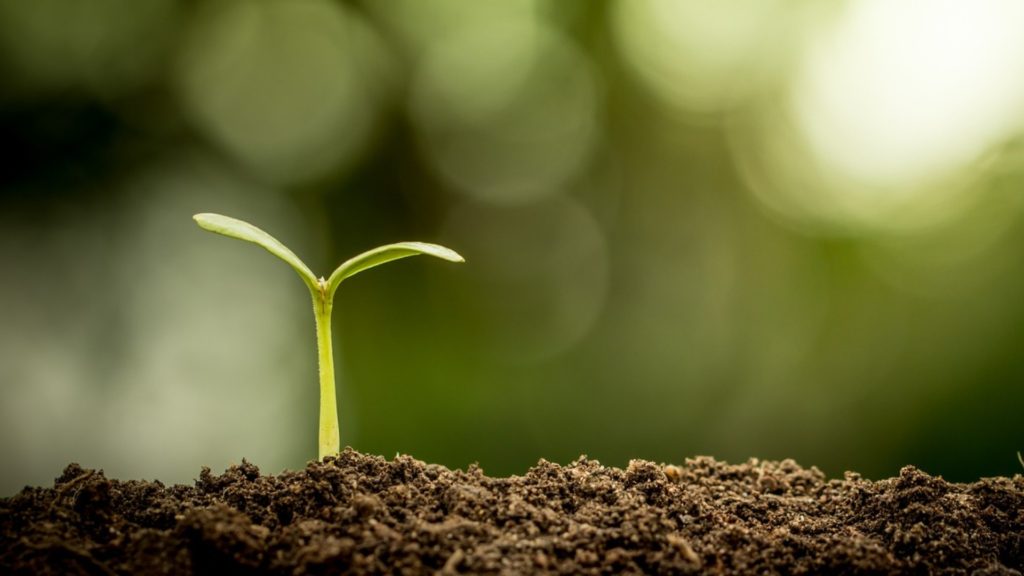 a seedling sprouting from the ground