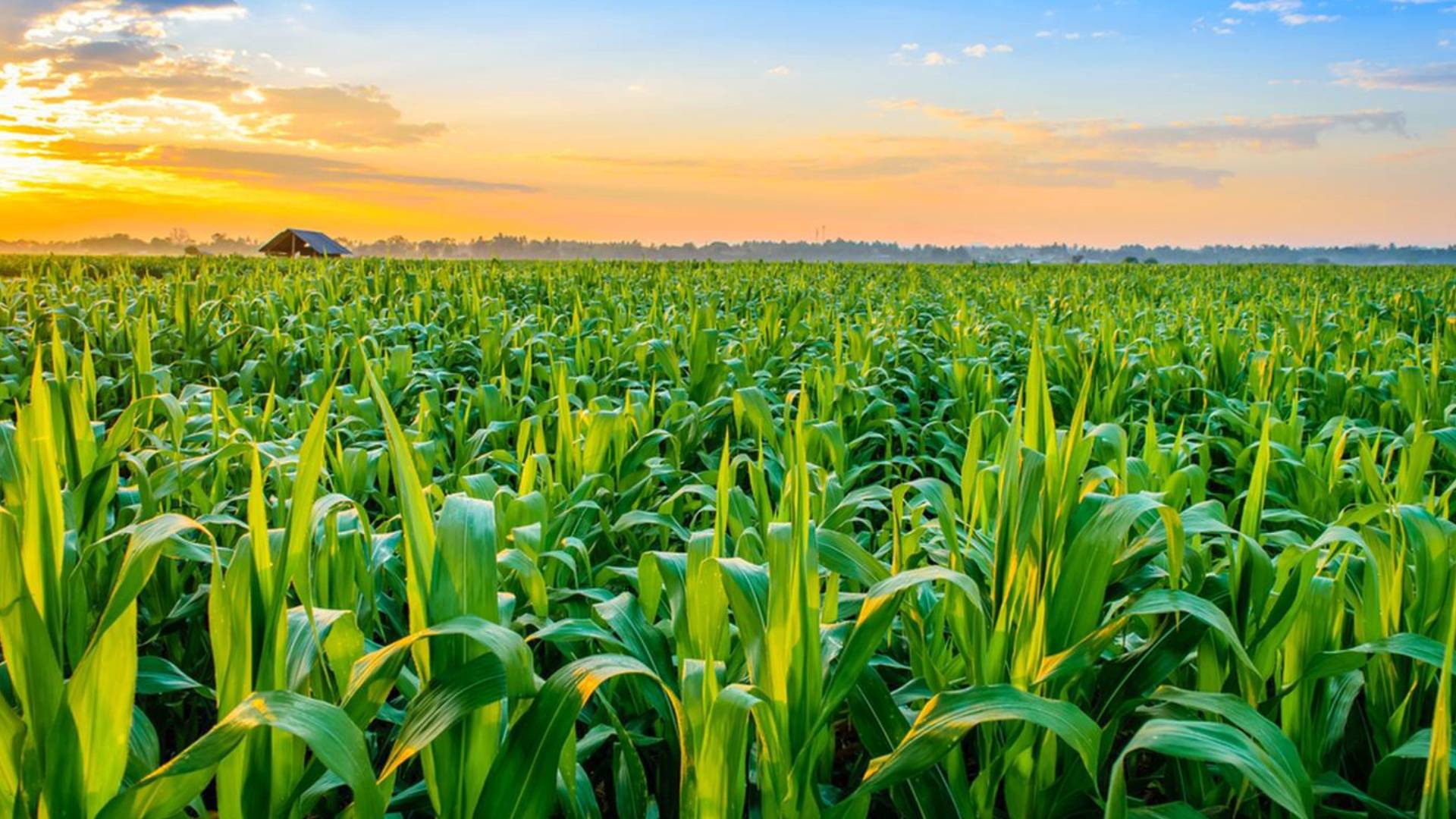 field of crops