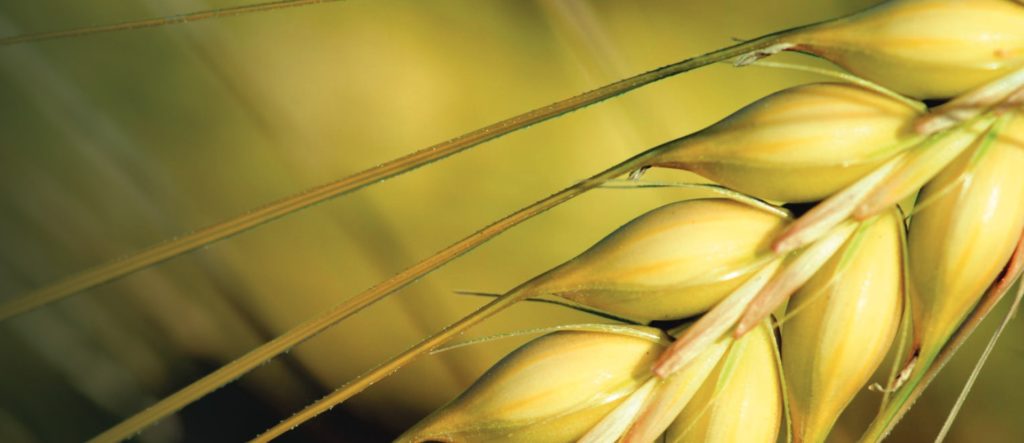 close up of a seed