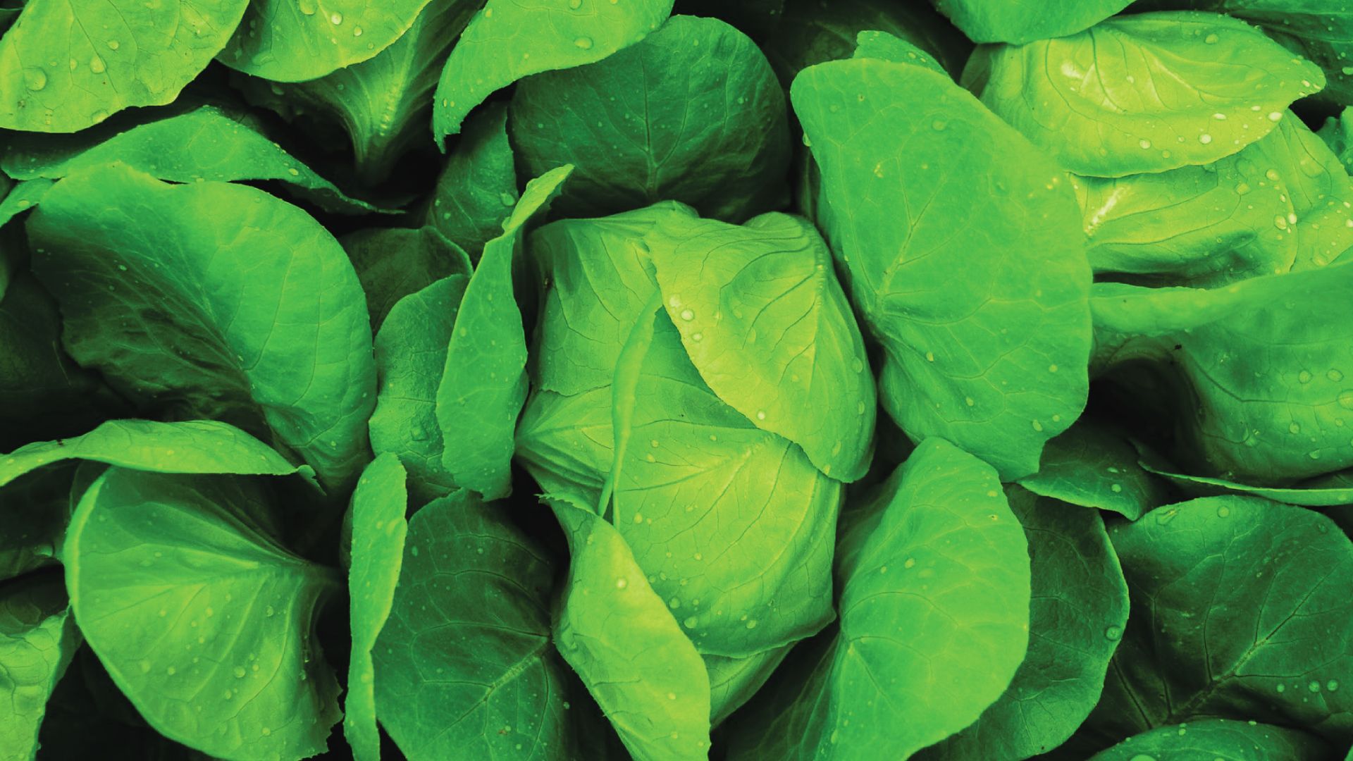 close up of a plant